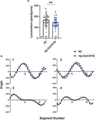 The transforming growth factor beta ligand TIG-2 modulates the function of neuromuscular junction and muscle energy metabolism in Caenorhabditis elegans